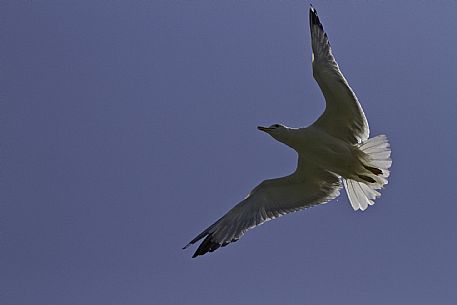 Seagull