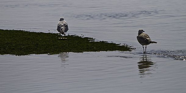 Grado lagoon