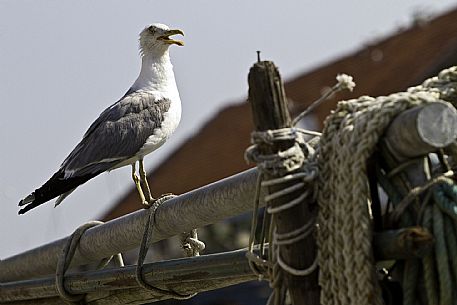 Fishing nets