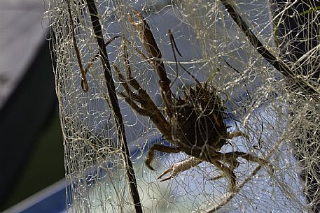 Fishing nets