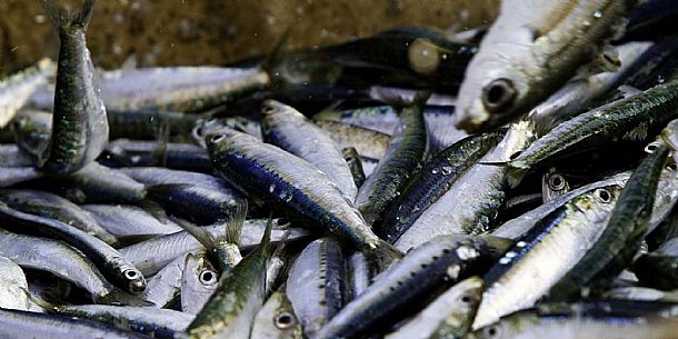 Sardine