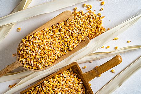 Mortegliano Corn