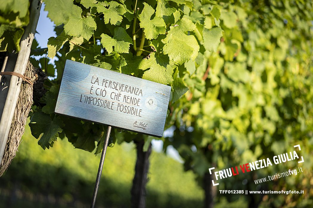 Pic & Taste nell'Azienda Vinicola Magredi