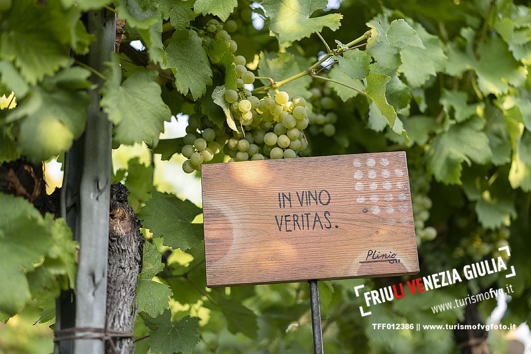 Pic & Taste nell'Azienda Vinicola Magredi