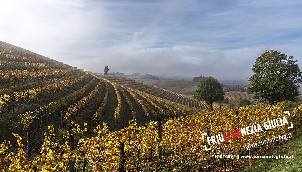 Colli Orientali Vineyard