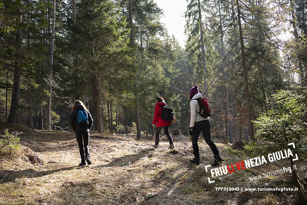 Forest Bathing - Tarvisio