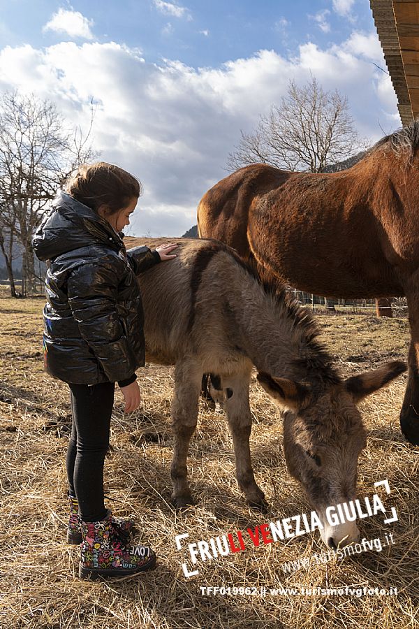 Horse Terapy - Malborghetto