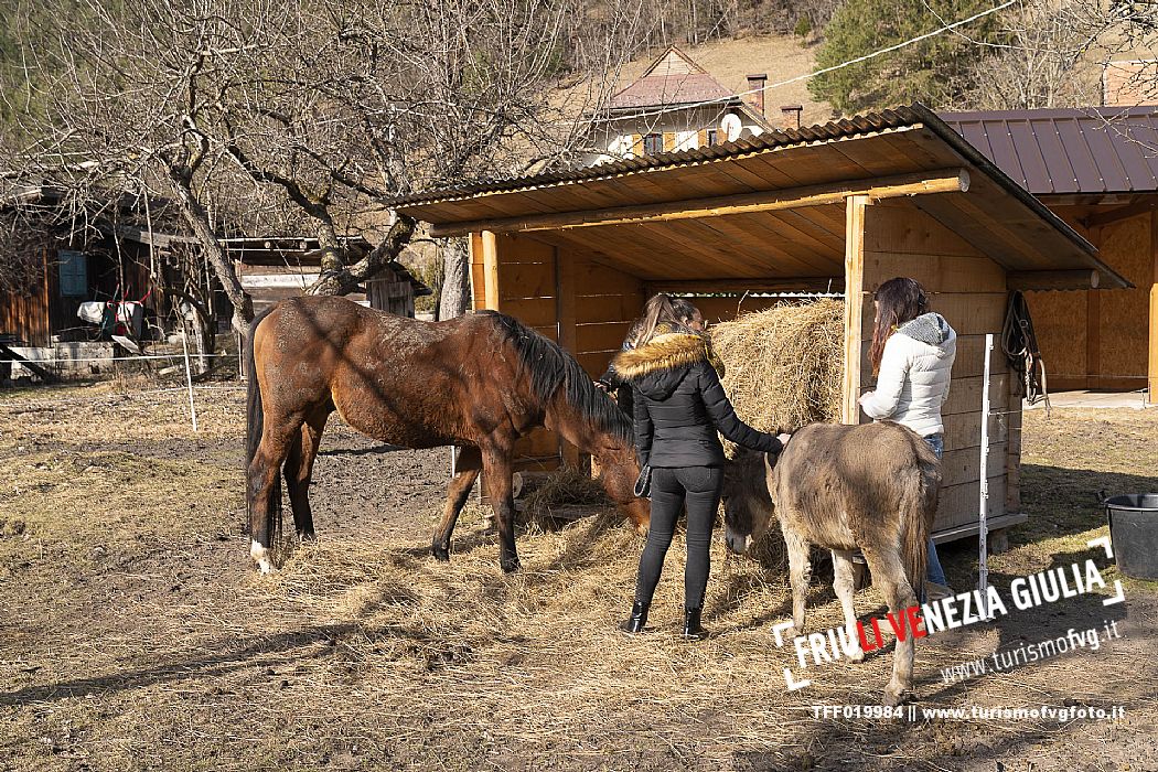 Horse Terapy - Malborghetto