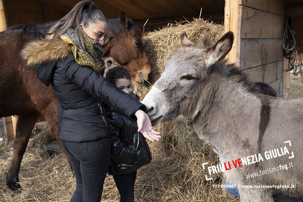 Horse Terapy - Malborghetto