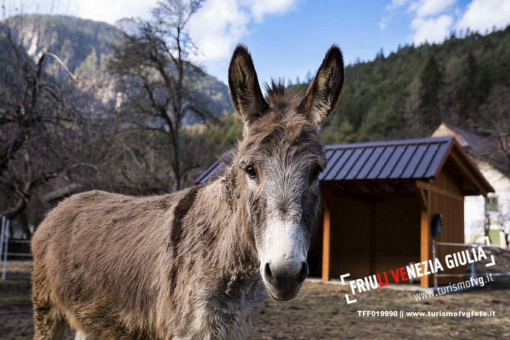 Horse Terapy - Malborghetto