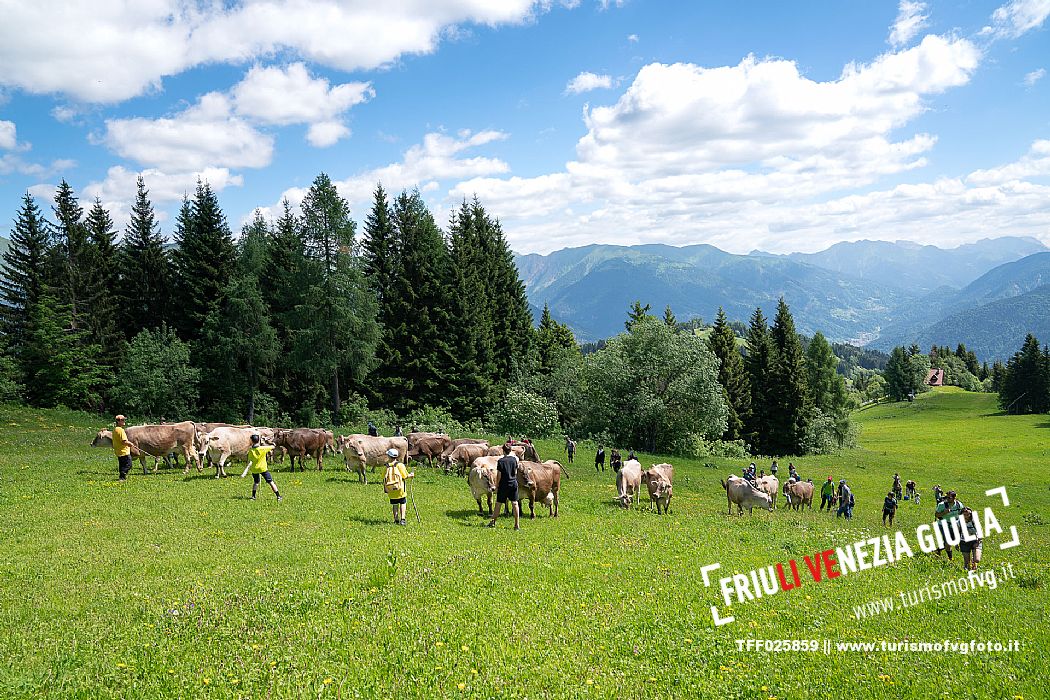 Transhumance to Monte Zoncolan