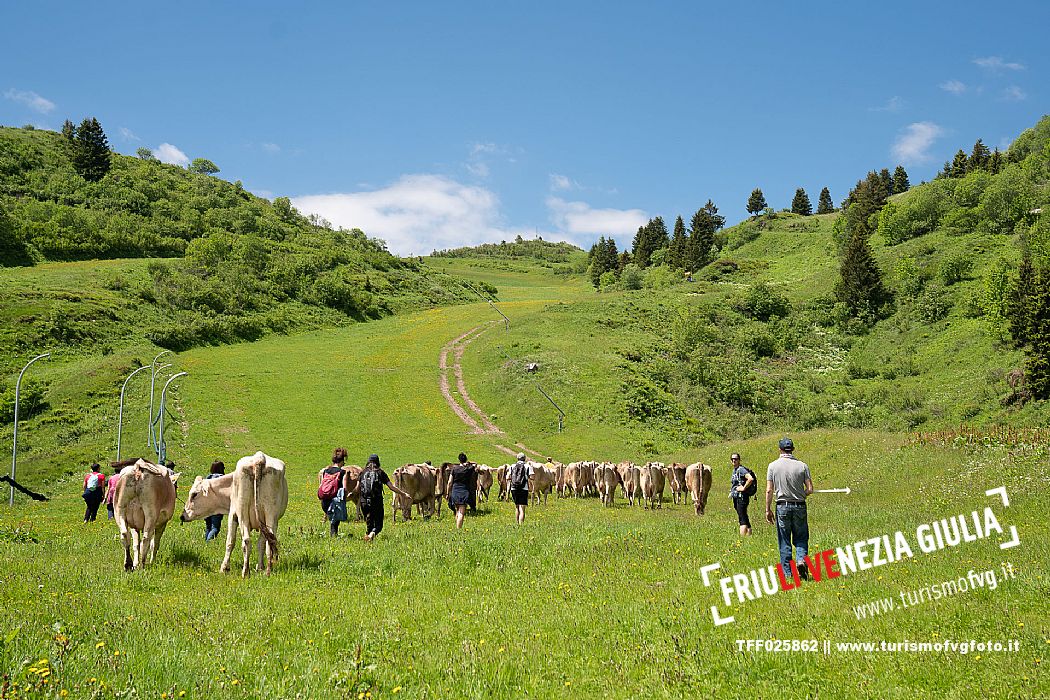 Transhumance to Monte Zoncolan