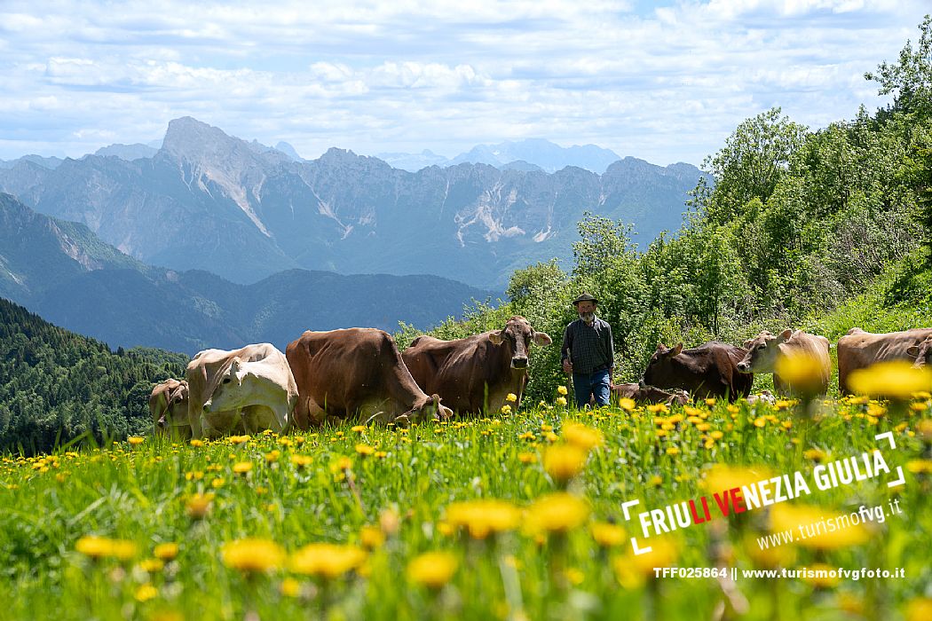 Transhumance to Monte Zoncolan