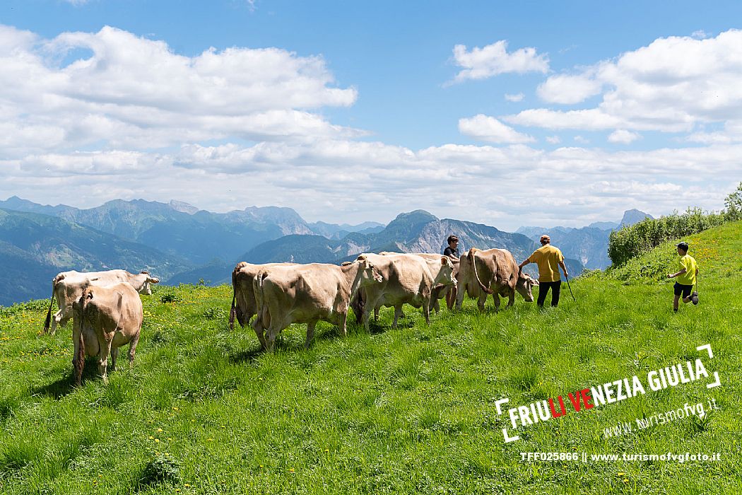 Transhumance to Monte Zoncolan