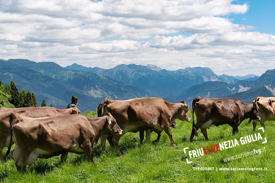 Transhumance to Monte Zoncolan