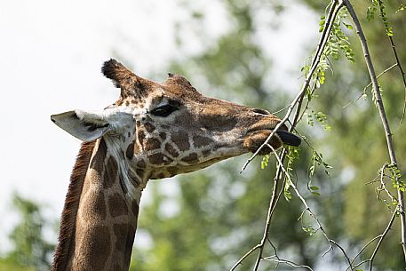 Lignano - Parco Zoo Punta Verde