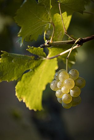 Bunch of grapes