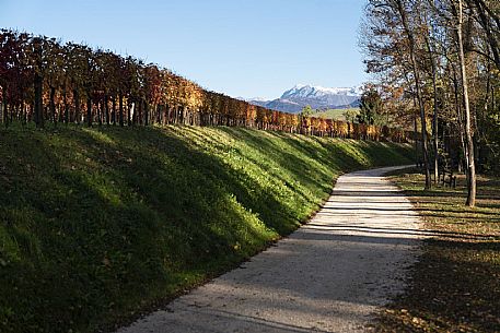 Colli Orientali Vineyard