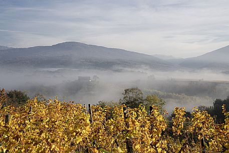 Colli Orientali Vineyard