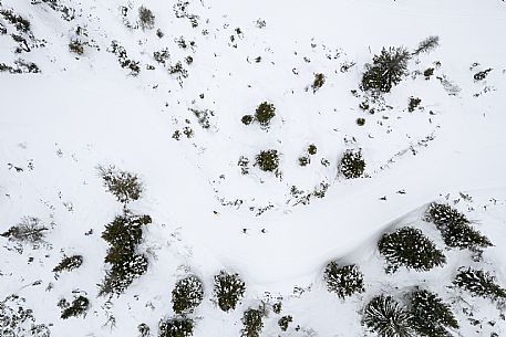 Cross Country Skiing Ring - Monte Zoncolan