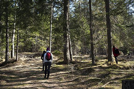 Forest Bathing - Tarvisio