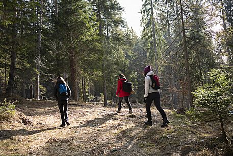 Forest Bathing - Tarvisio