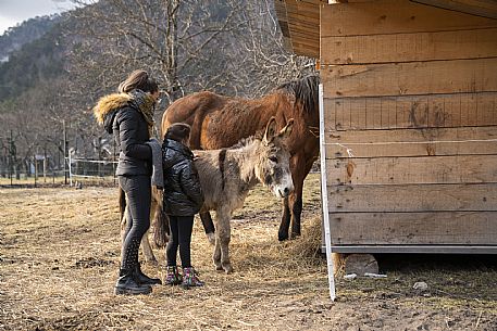 Horse Terapy - Malborghetto