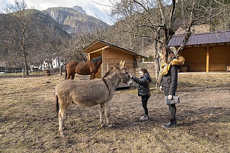 Horse Terapy - Malborghetto