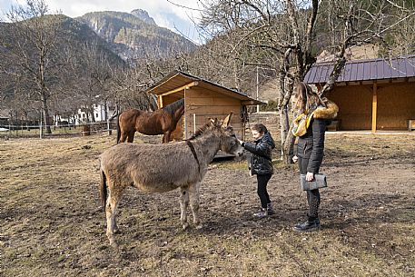 Horse Terapy - Malborghetto