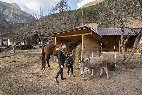 Horse Terapy - Malborghetto