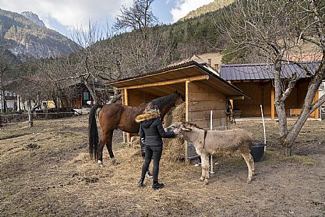 Horse Terapy - Malborghetto