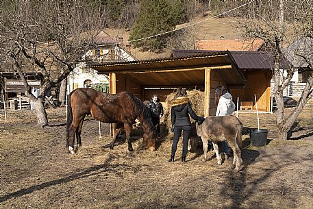 Horse Terapy - Malborghetto