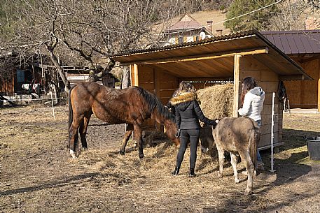 Horse Terapy - Malborghetto