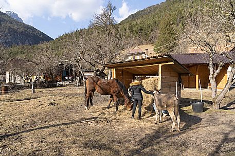 Horse Terapy - Malborghetto