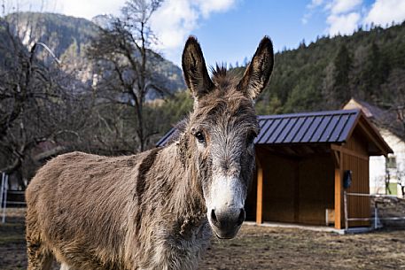 Horse Terapy - Malborghetto