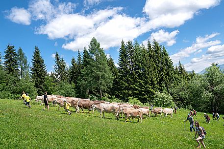 Transhumance to Monte Zoncolan