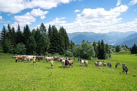 Transhumance to Monte Zoncolan