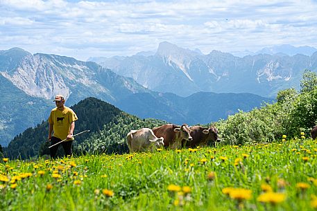 Transhumance to Monte Zoncolan