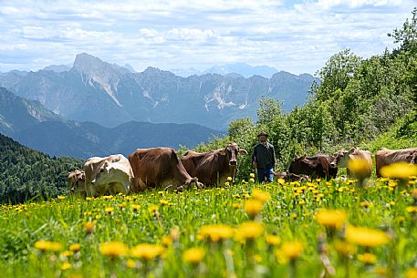 Transhumance to Monte Zoncolan