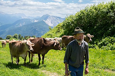 Transhumance to Monte Zoncolan