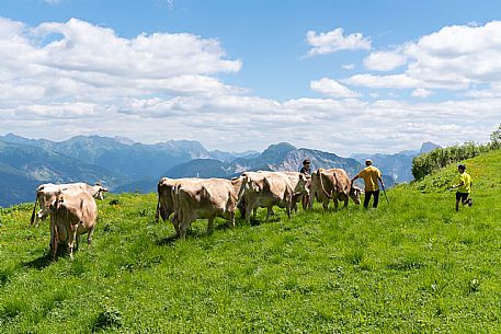 Transhumance to Monte Zoncolan