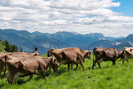 Transhumance to Monte Zoncolan