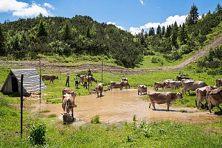 Transhumance to Monte Zoncolan