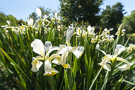 Giardino Viatori