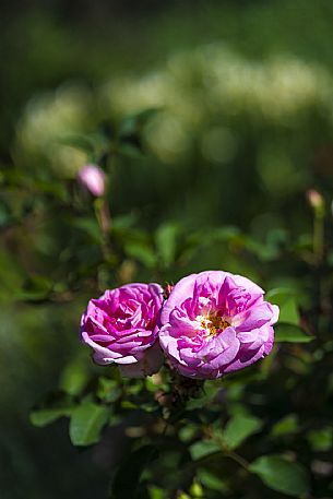 Giardino Viatori