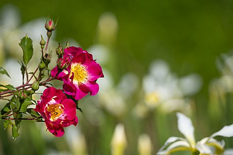 Giardino Viatori