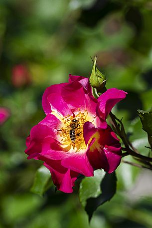 Giardino Viatori