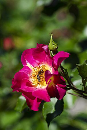 Giardino Viatori