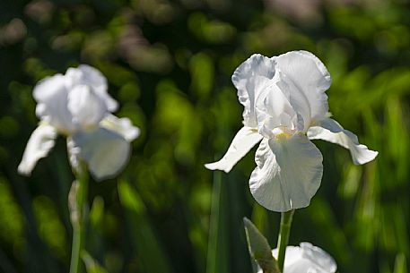 Giardino Viatori