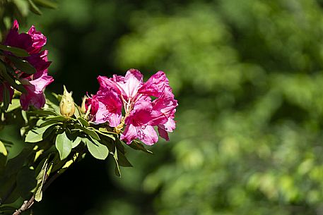 Giardino Viatori